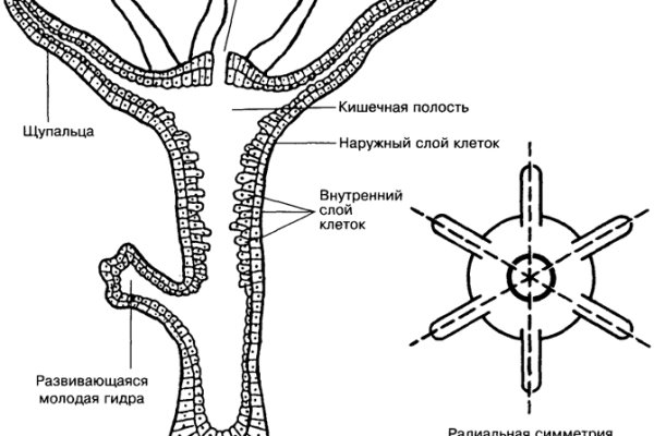 Кракен личный кабинет